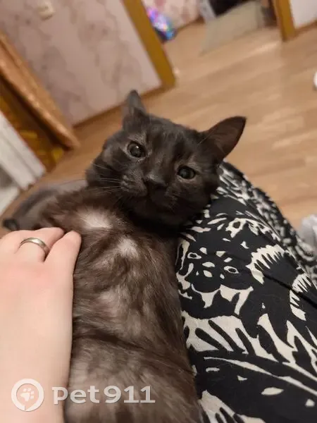 Пропал кот, проспект Ленина, 131, Тула - слегка сломан хвост - photo