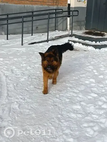 Пропала собака, улица Собинова, 5, городской округ Пенза - пушистая, похожа на овчарку - photo