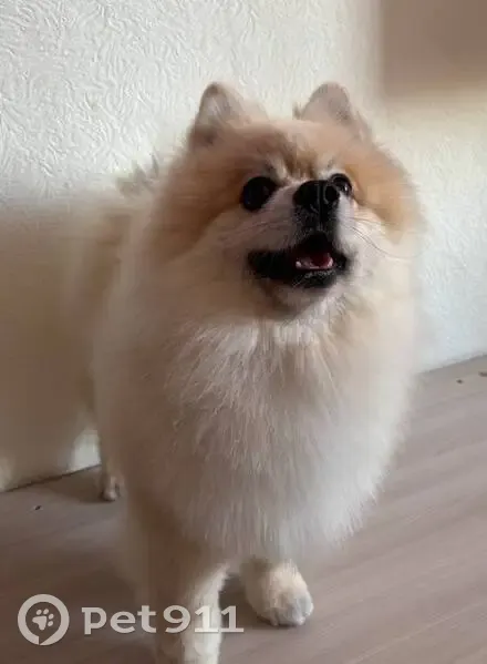 Пропал собака, улица Янтилина, 26, Сибай - немецкий шпиц кремового оттенка - photo