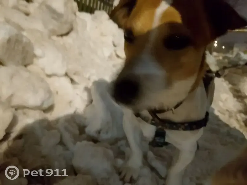 Пропал собака, 46Н-05256, Луховицы - 3 оранжевых пятна - photo