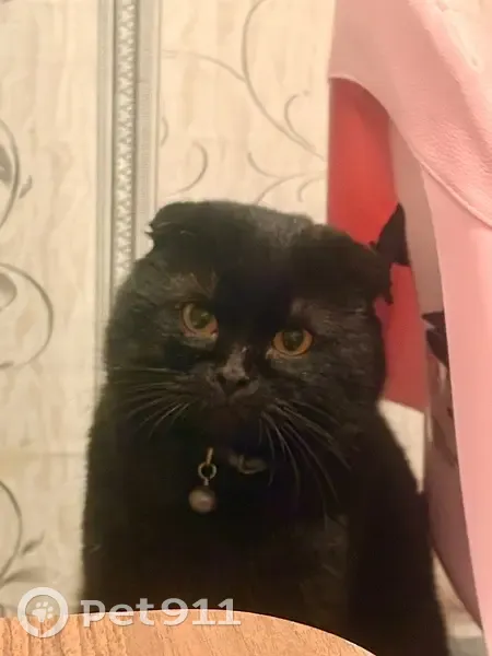 Пропал кот, Матвеев Курган, Ростовская область - чёрный вислоухий с ошейником - photo