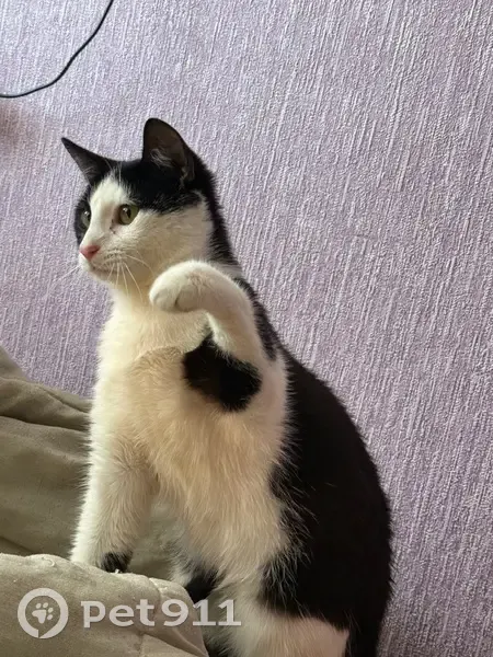 Пропал кот, Островская, Даниловка - черно-белый с пятном на лапе - photo