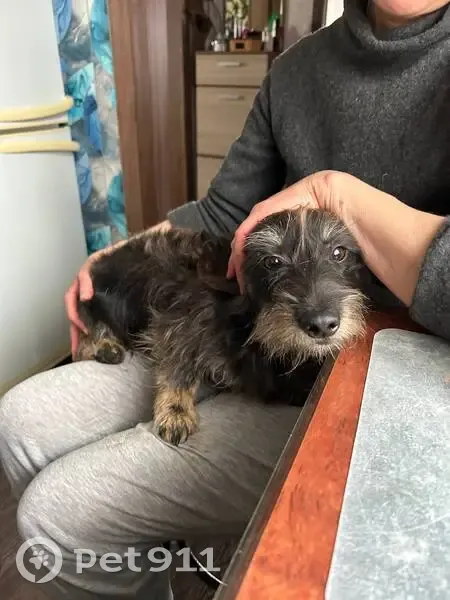 Пропал собака, улица Совхозная, 20, Мичуринский - жесткошерстная такса - photo