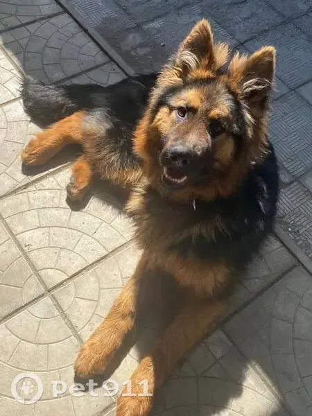 Пропал собака, улица Герцена, городской округ Пенза - хвостик пушистый - photo