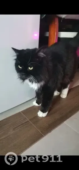 Пропал кот, улица Марии Смирновой, 7, городской округ Тверь - черно-белый, пушистый - photo