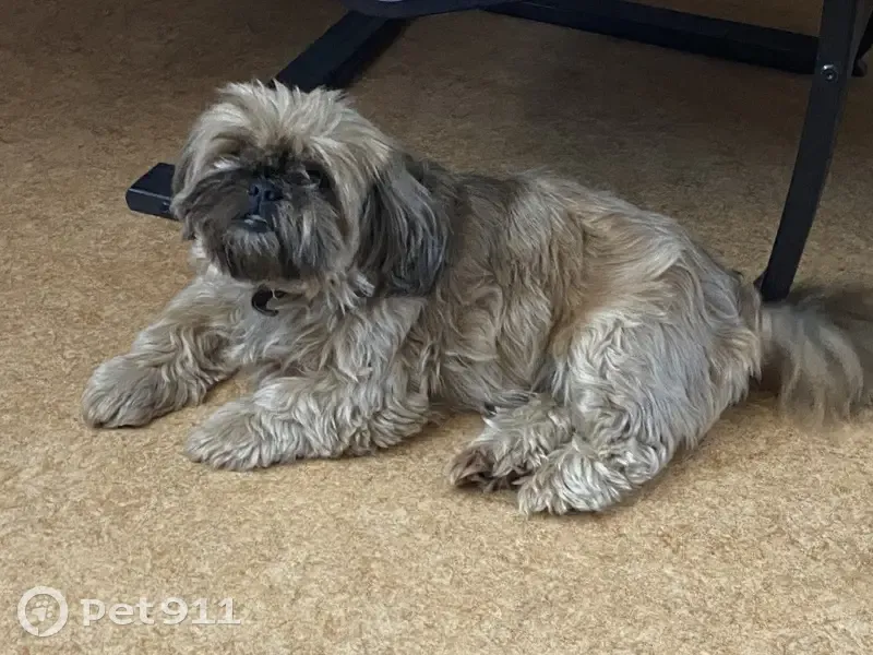 Пропала собака, улица Рунова, Ковров - лохматая коричневая девочка - photo