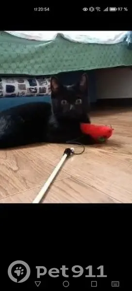 Пропал кот, улица МОПРа, Киров - черный с длинными ушами - photo