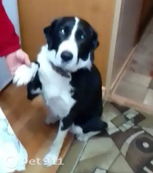 Пропал собака, городской округ Уварово, Тамбовская область - кличка Лорд, прихрамывает - photo