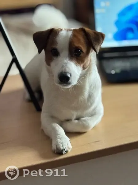 Пропал собака, Пушкинские Горы, Псковская область - photo