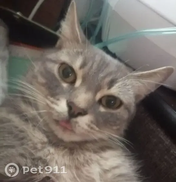 Пропал кот, улица Краснова, 119, городской округ Пенза - серый полосатый, ярко-желтые глаза - photo