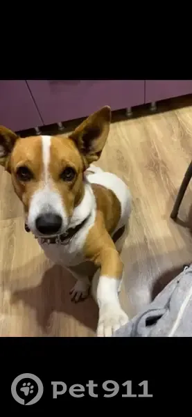 Пропал собака, улица Гастелло, 5, Волгоград - смесь дворняги и джек рассела - photo