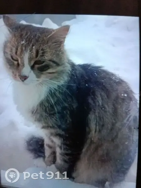 Пропал кот, улица Ярославского, 9, городской округ Ижевск - полосатый, похож на енота - photo