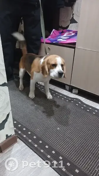 Найдена собака, улица Николая Островского, 76А, Астрахань - американский бигль, чипированная - photo