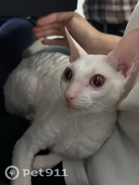 Пропала кошка, улица Куйбышева, 68, Калининград - белая с голубыми глазами - photo