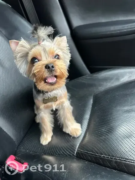 Пропала собака, Свободный, Амурская область - мини собака с коричневым ошейником - photo