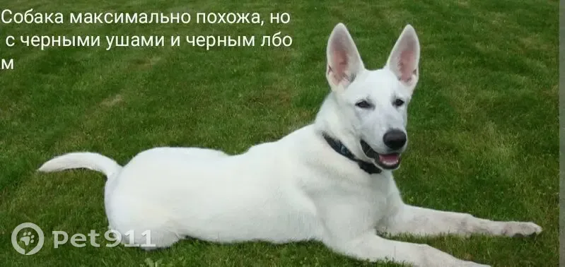 Пропал собака, улица Жуковского, 94, Курск - гладкошёрстный, белый с чёрными ушами - photo