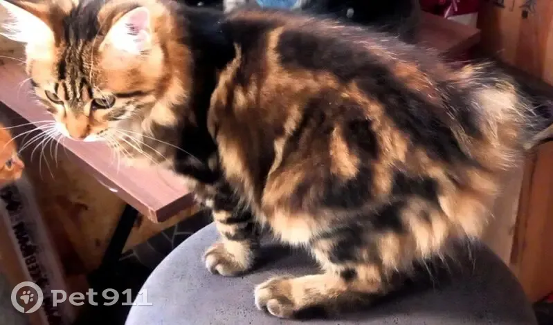 Пропала кошка, женский пол, Тулун, Иркутская область - курильский бобтейл без хвоста - photo