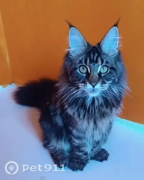 Пропала кошка, 2-я Тихвинская улица, 1, Астрахань - чёрно-серая, 9 месяцев - photo