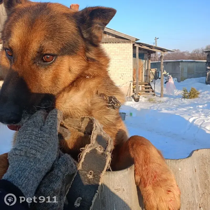 Пропал собака, мужской, Центральная улица, Белогорновское сельское поселение - снял ошейник и убежал - photo