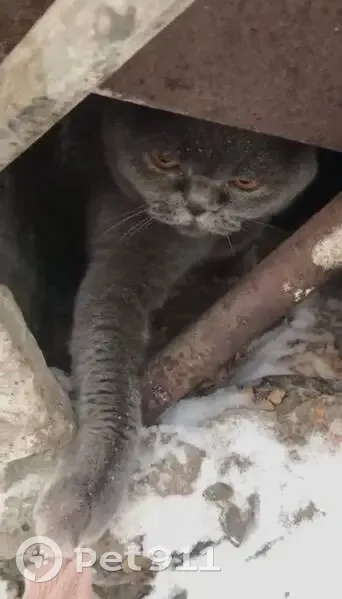 Пропала кошка, улица Газовиков, 26, Тюмень - серый шотландский котик - photo