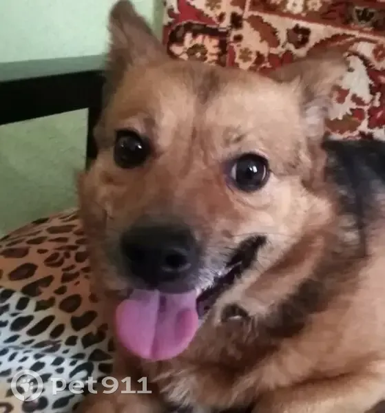 Пропала собака, женский пол, улица Дзержинского, 132, Таганрог - рыженькая и пугливая - photo