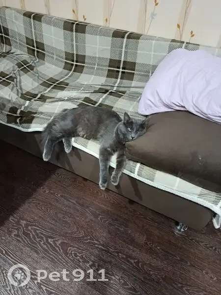 Пропал кот, улица Мира, 33, Самара - большой серо-голубой Небелунг - photo