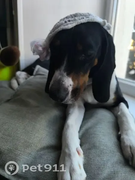 Пропала собака, улица Пушкина, 34А, Казань - женская, в черной попоне - photo