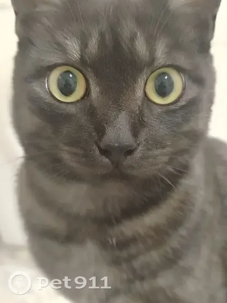 Пропал кот, Угловая улица, Улан-Удэ - серый в полоску, жёлтые глаза - photo