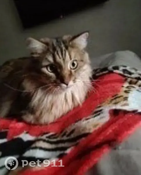 Пропал кот, Ногинское шоссе, 18, Электросталь - впервые на улице, может бояться - photo