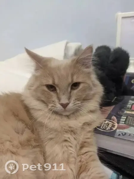 Пропал кот, Зеленогорская улица, 16 литБ, Санкт-Петербург - пушистый, пепельно-рыжий окрас - photo