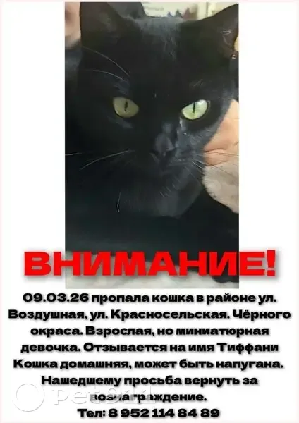 Пропала кошка, Воздушная улица, 20, Калининград - миниатюрная, полностью чёрная - photo