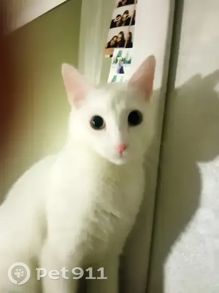 Пропал кот, Пролетарская набережная, 10, Тверь - белый, худой, мальчик - photo