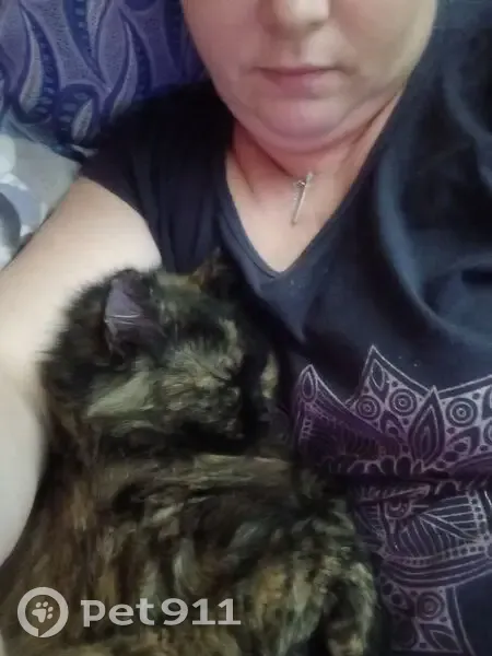 Пропала кошка, ж/д платформа вокзала, Мурманск - чёрный с рыжим окрас - photo