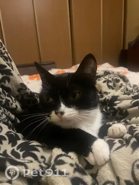 Пропала кошка, улица 5-й Армии, 9, Томск - чёрная с белыми лапками - photo