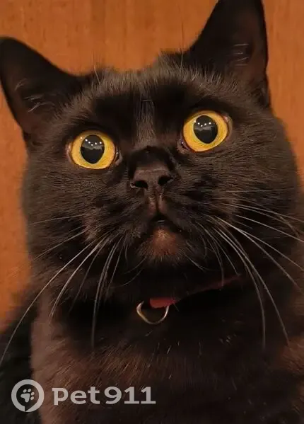 Пропала кошка, улица Тютчева, 11, городской округ Мценск - полностью чёрная, гладкошёрстная - photo