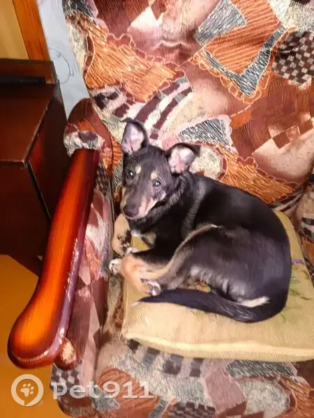 Пропала собака, женский пол, Большая Академическая улица, Москва - photo