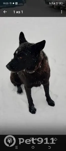 Пропал собака, Заозёрный, Красноярский край - овчарка помесь, окрас чёрный - photo