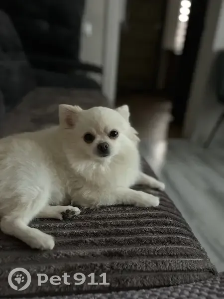 Пропала собака, улица Калинина, 137, Ейск - photo