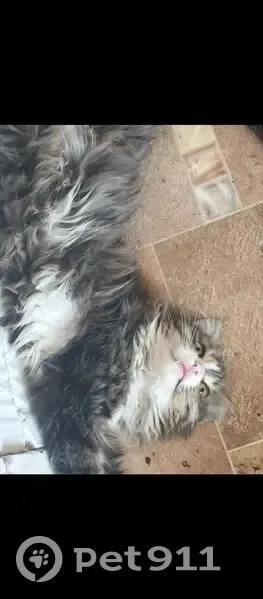 Пропал кот, улица Сурикова, 17, Иркутск - трёхцветный с белыми оттенками - photo