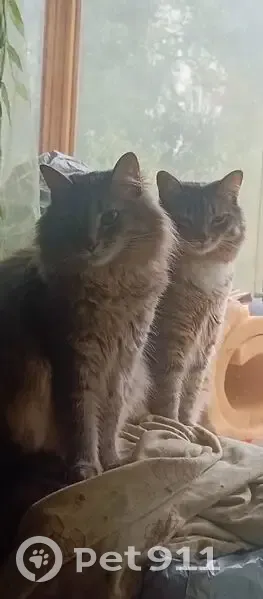 Пропала кошка, улица Новаторов, 18 к1, Москва - серый, пушистый с черными подушечками - photo