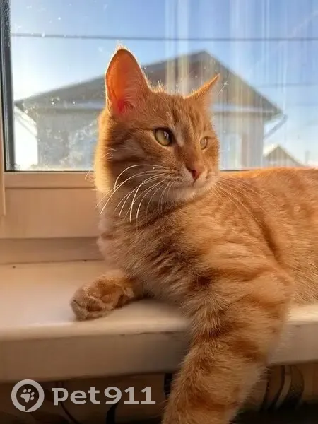 Пропал кот, улица Мамина-Сибиряка, Иркутск - рыжий с карими глазами - photo