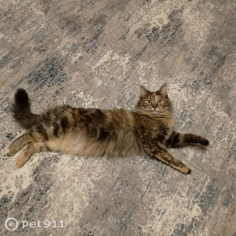 Пропала кошка, Фабричная улица, 2, Калининец - очень пугливая, окрас серый с рыжим - photo