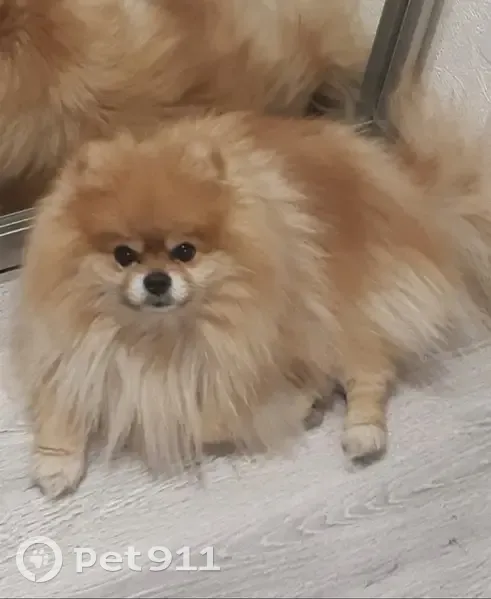 Пропал собака, Воронеж, Воронежская область - рыжий померанский шпиц с татуировкой - photo