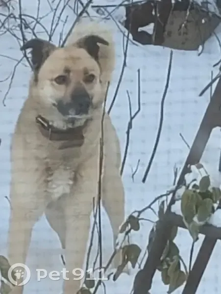 Пропал собака, Брянская улица, Воронеж - очень добрый пёс - photo