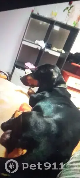 Пропал собака, мужской, улица Гагарина, 115/4, городской округ Липецк - photo