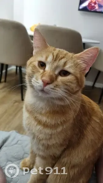 Пропал кот, Можайское, Вологодская область - откликается на имя Персик - photo