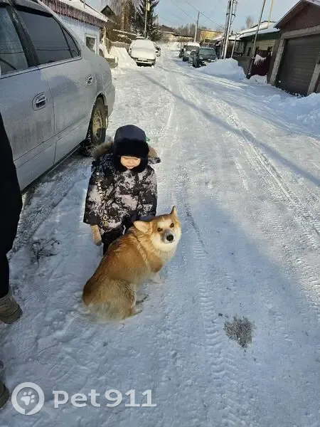 Пропал собака, Керамический проезд, 1А, Барнаул - выбежал из ограды - photo