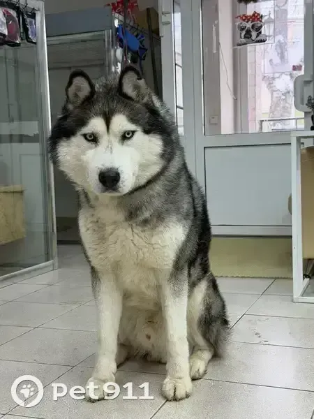 Пропал собака, мужской, проезд Смирнова, 41, городской округ Ижевск - photo