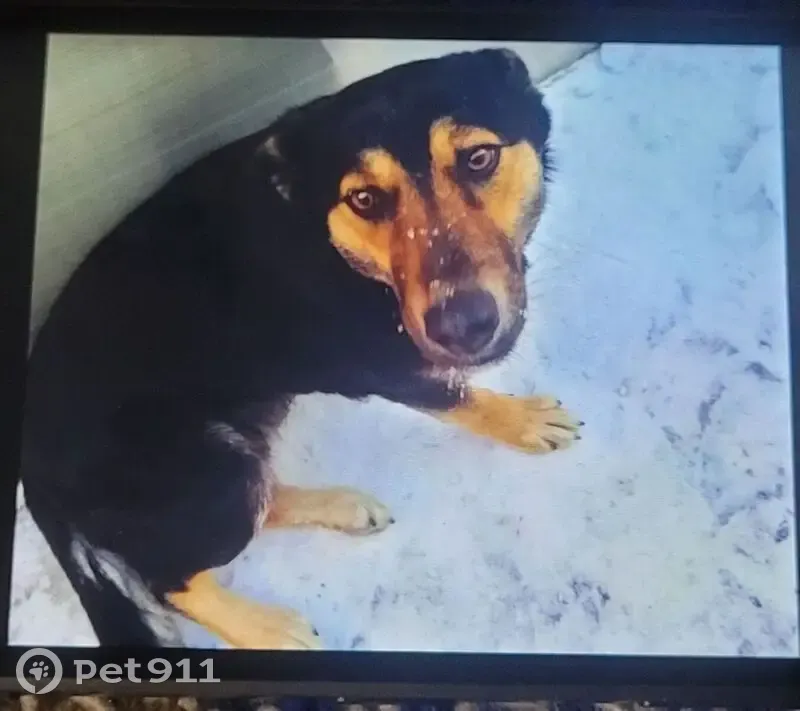 Пропала собака, Комсомольская улица, 109, Красный Яр - по кличке Альфа - photo