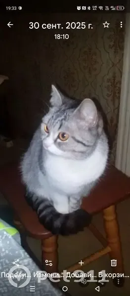 Пропала кошка, улица Поэта Майорова, 21, Иваново - светло серая с белым - photo